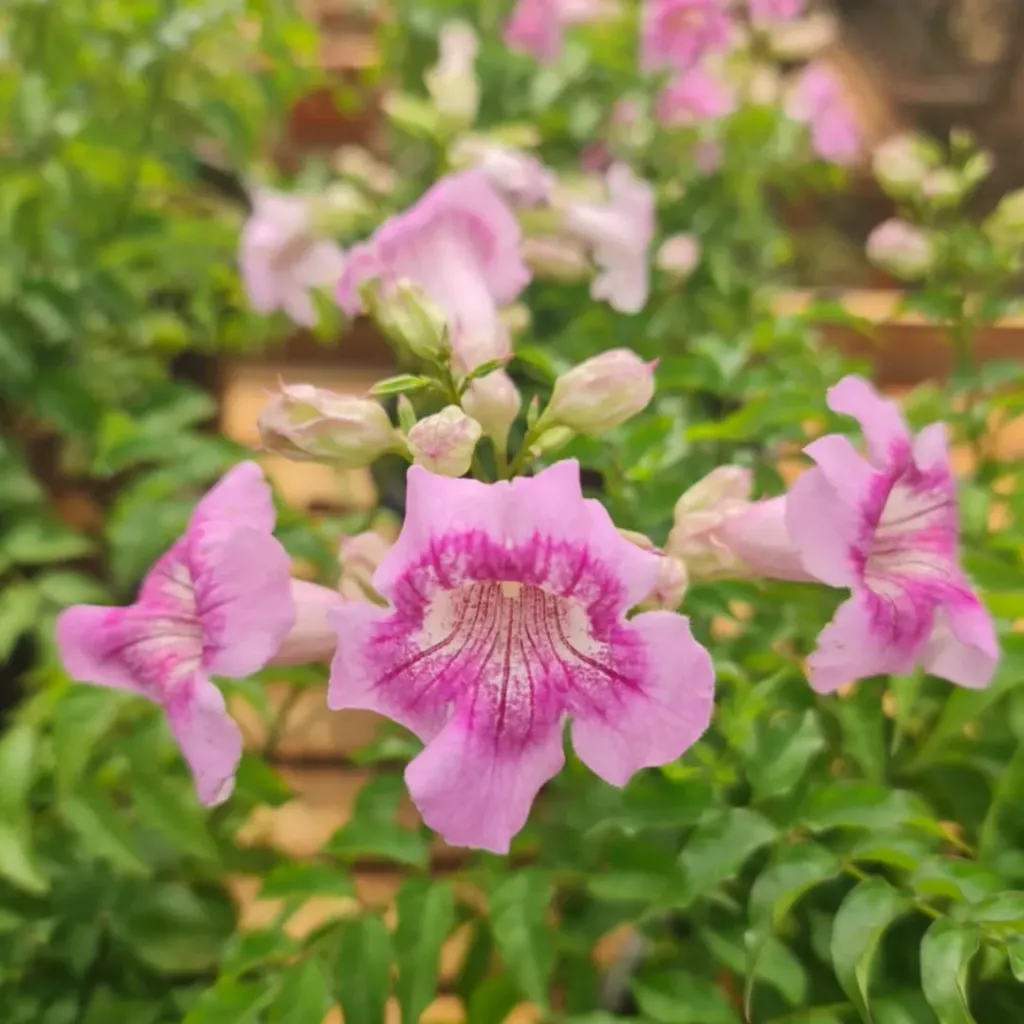 [PLWS PRTT PT 0021 6.5L H030] Purple Trumpet Tecoma