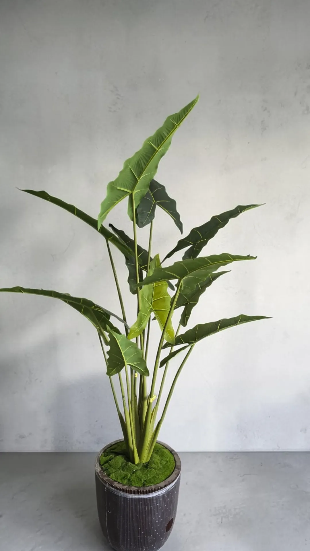 [RFPL ALOC ARWHD A121] Realistic Alocasia Amazon plant