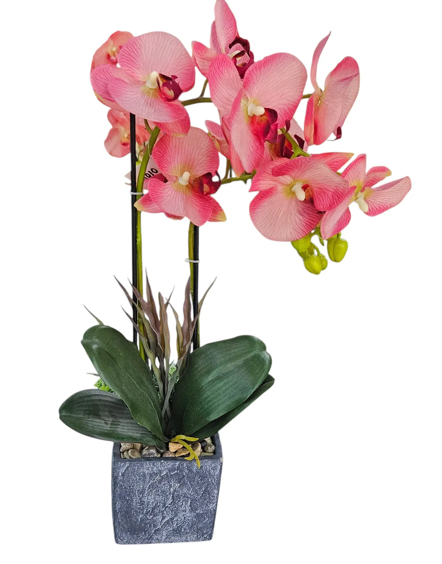 Realistic Arrangement Orchid in pot